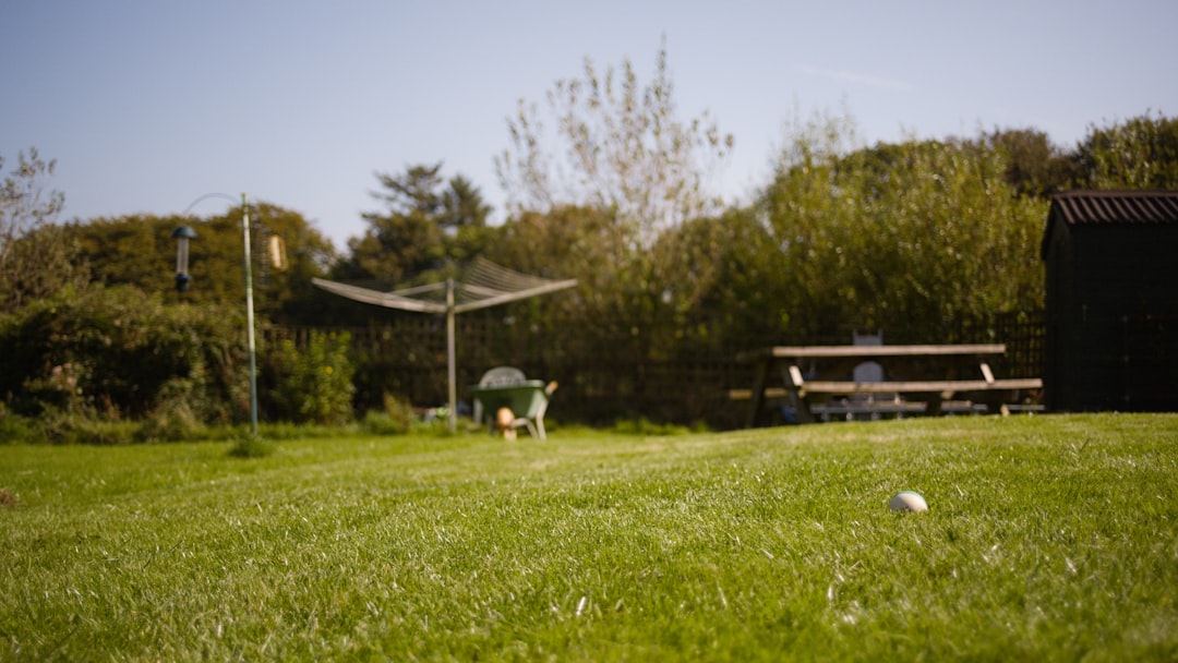 A stretch of freshly mown grass in the sunshine